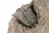Spiny Cyphaspides Ammari Trilobite - Exceptional Detail #210209-6